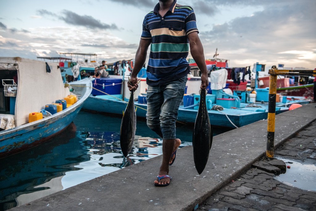 Man carrying tuna fish on a wharf