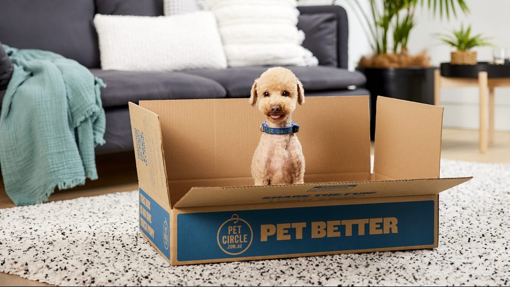 Dog sits in box in living room