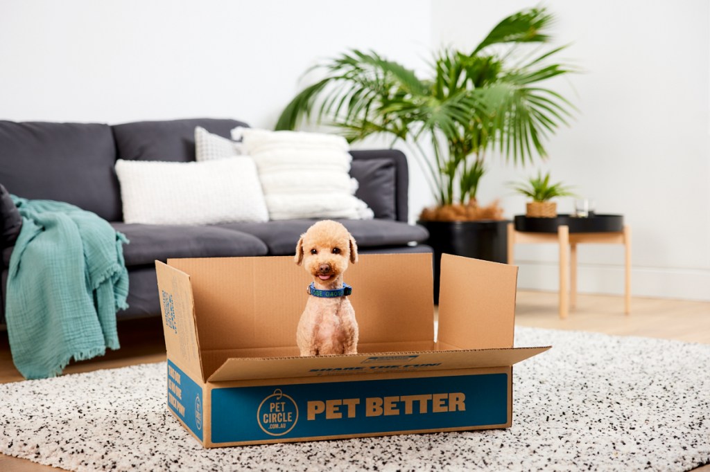 dog sits in cardboard box in living room space