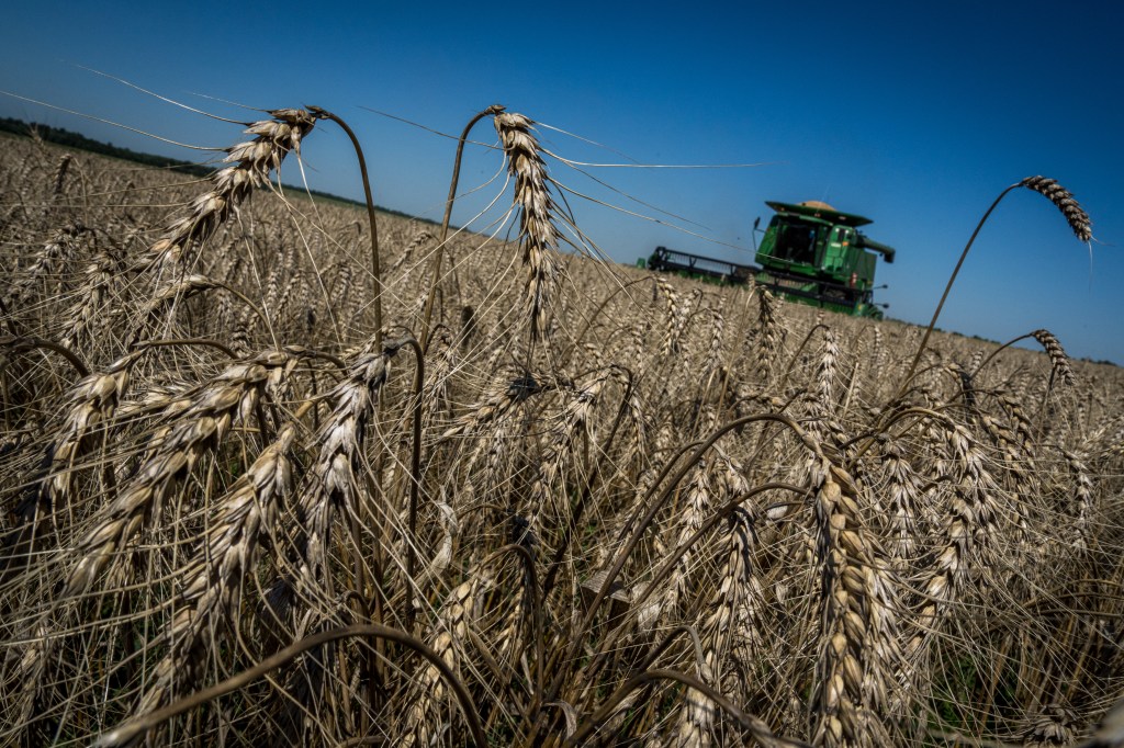 Farmers are seen harvesting wheat in Druzhkivka, Ukraine on 7 August, 2022 