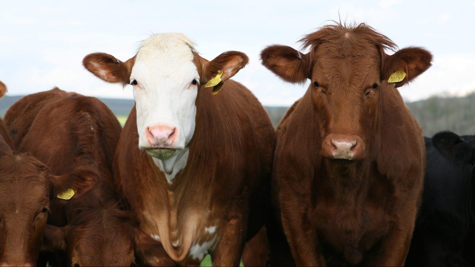 cows in a row on a farm