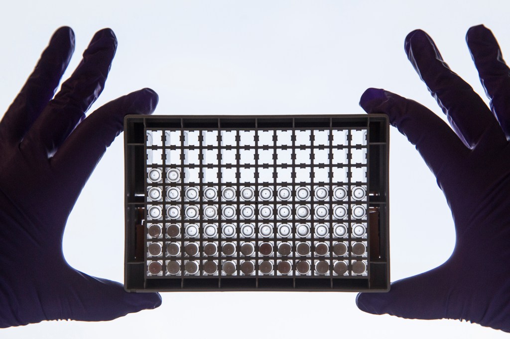 A scientist examining cells in a 96-well plate. 