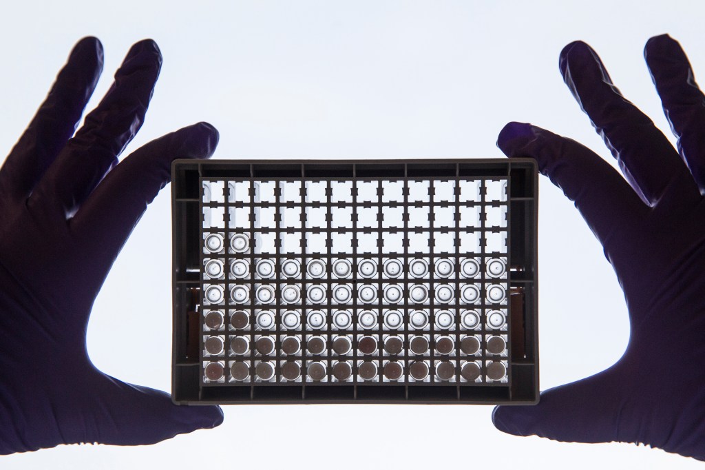 A scientist examining cells in a 96-well plate.