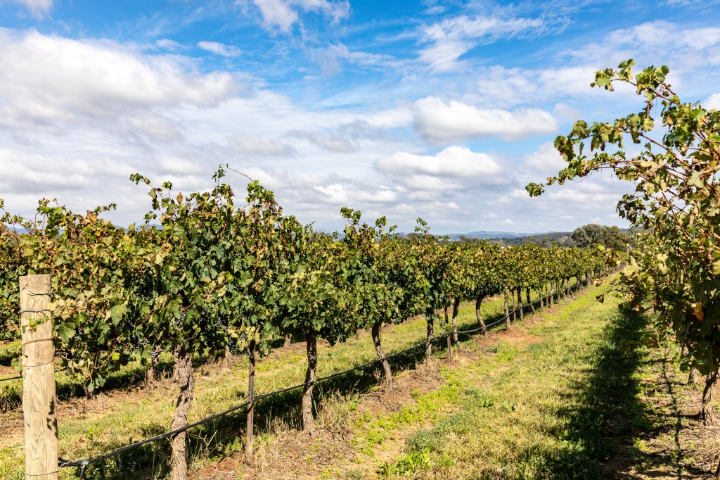 Winery in regional New South Wales. (Photo by: Martin Berry/Loop Images/Universal Images Group via Getty Images)