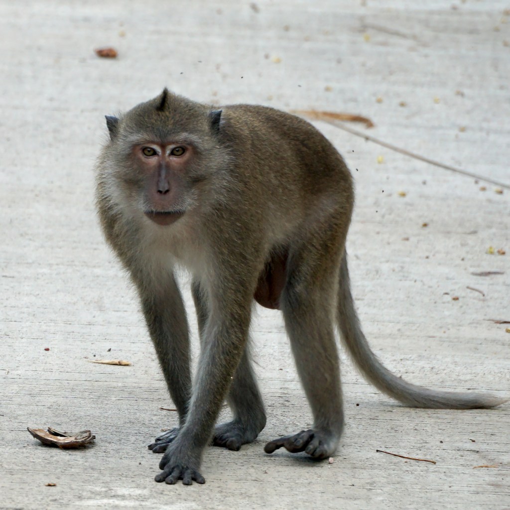 Koh Yao Yai Thailand Monkeys