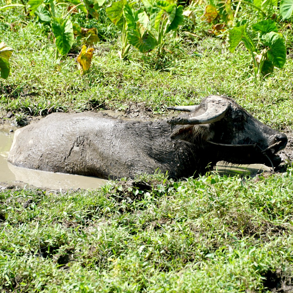 Buffalo at Koh Yai Yai, Thailand
