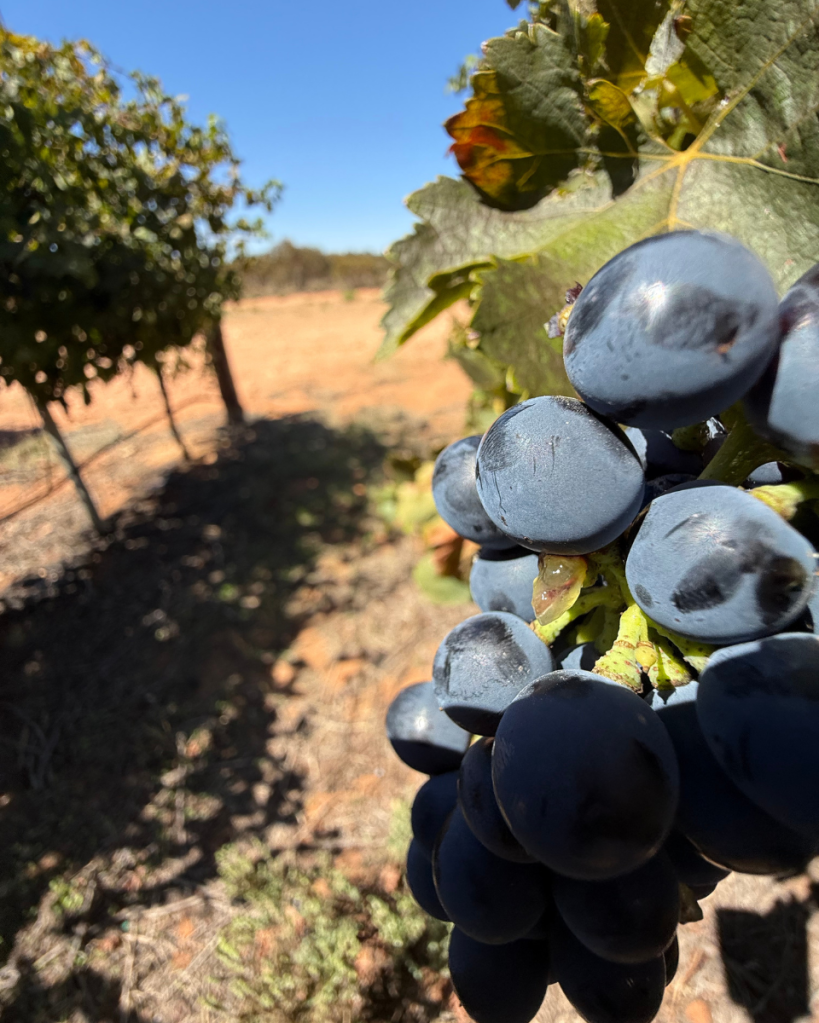 Hill-Smith Oxford Landing Vineyard