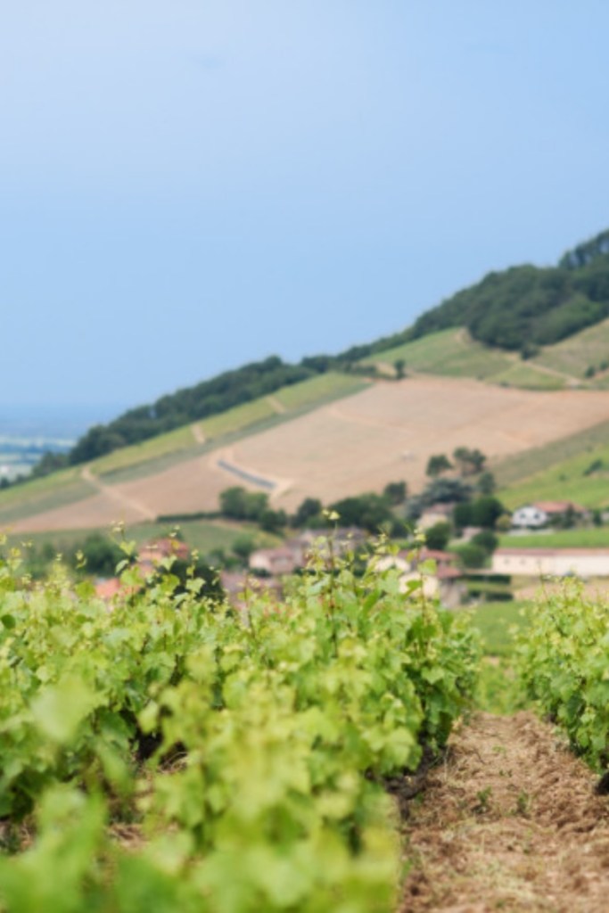 best red wines