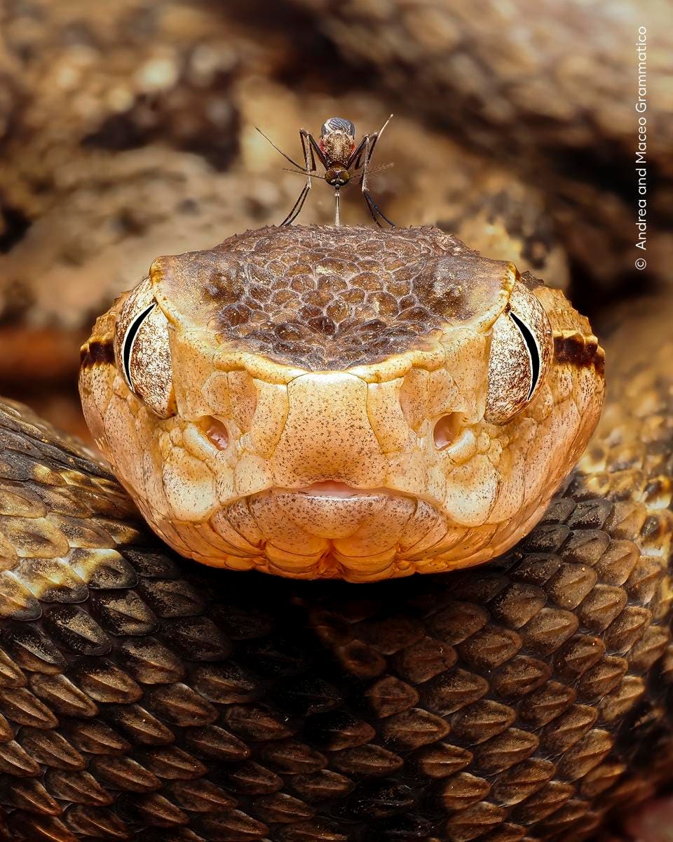 Biting Back – Wildlife Photographer of the Year 2026