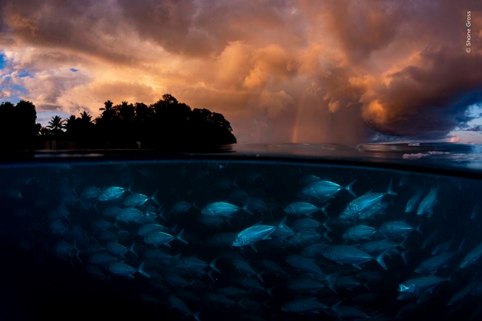 Calm Amid the Storm – Wildlife Photographer of the Year 2026