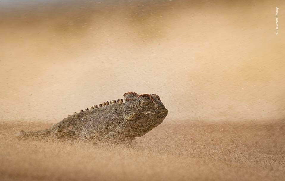 Eye of the Storm – Wildlife Photographer of the Year 2026