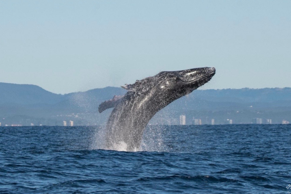 Cooly Eco Adventures whale watching