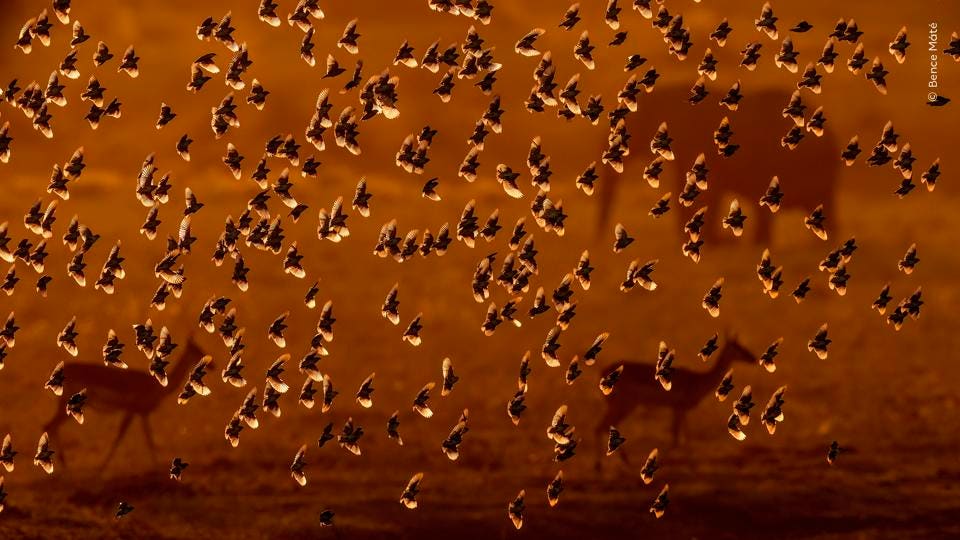 Flock of Gold – Wildlife Photographer of the Year 2026
