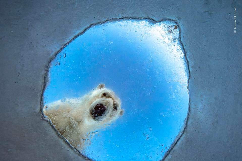 © Audun Rikardsen / Wildlife Photographer of the Year