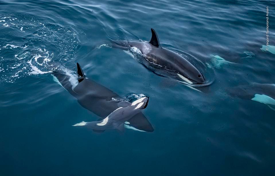 Lifted to the Surface – Wildlife Photographer of the Year 2026