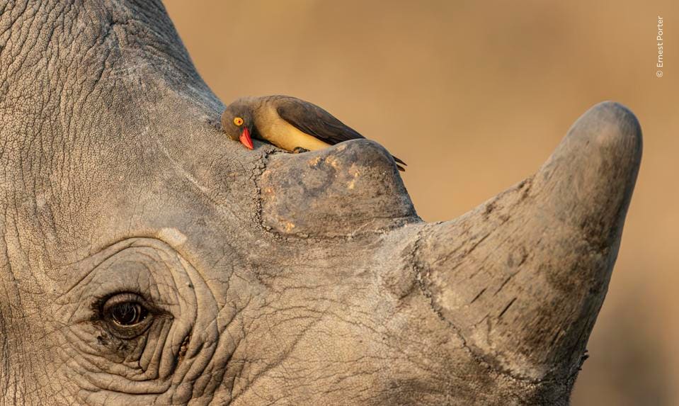 Mutual Friends – Wildlife Photographer of the Year 2026