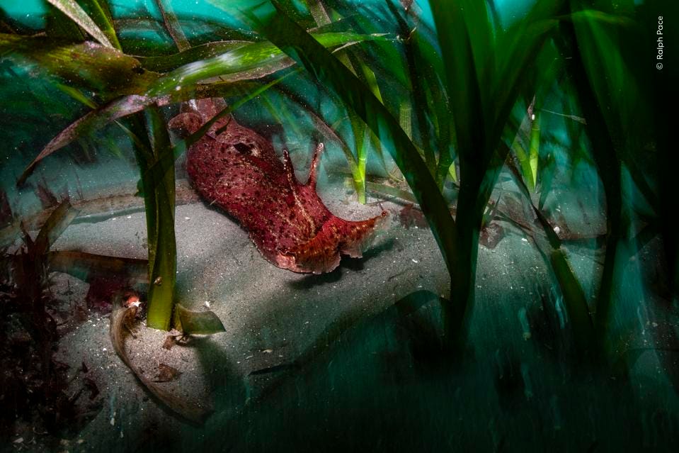 Ocean Protector – Wildlife Photographer of the Year 2026