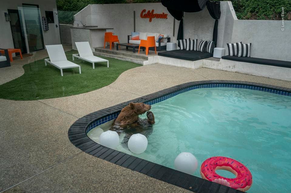 Pooltime Pastime – Wildlife Photographer of the Year 2026