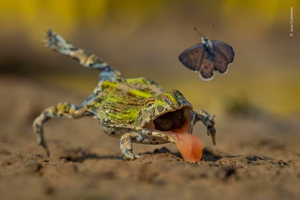Split-Second Escape – Wildlife Photographer of the Year 2026