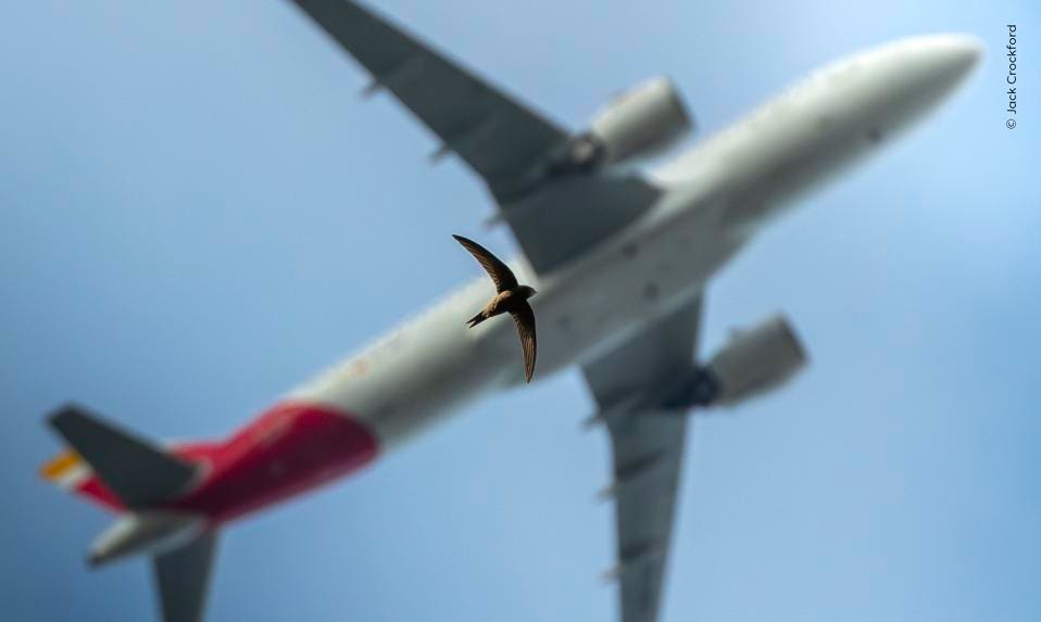 The Art of Flying – Wildlife Photographer of the Year 2026