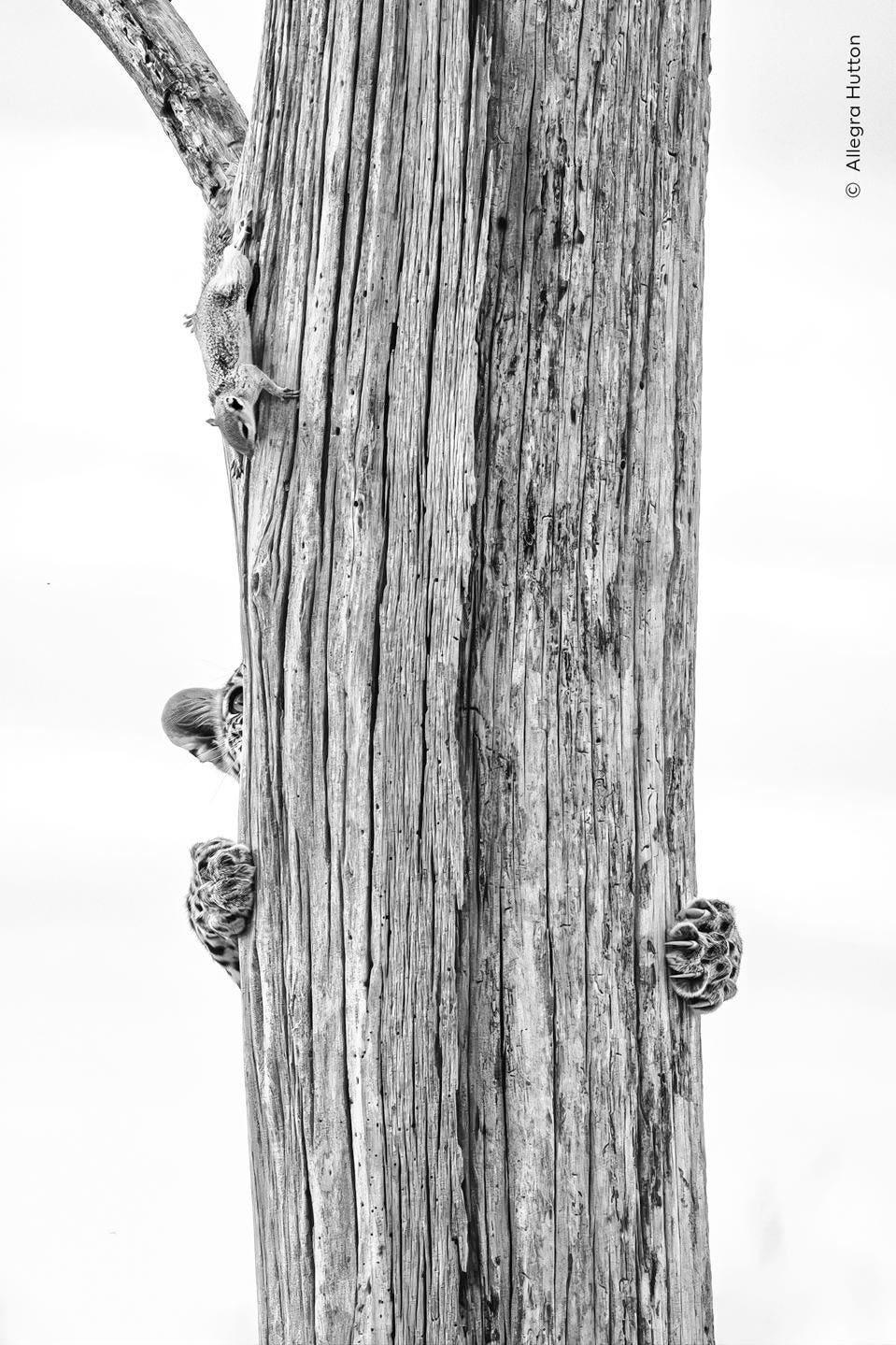 Up a Tree without a Squirrel – Wildlife Photographer of the Year 2026