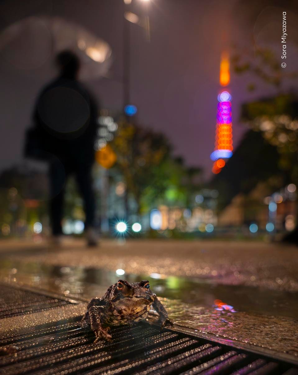 Urban Wanderer – Wildlife Photographer of the Year 2026