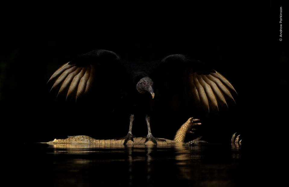 Wings of Darkness – Wildlife Photographer of the Year 2026